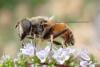 Eristalis tenax